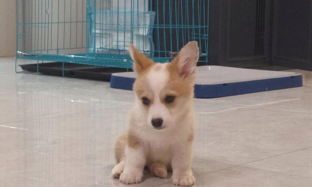 如何选择最适合柯基犬的狗粮？（柯基犬的营养需求与狗粮选择要点）