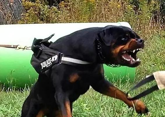 比特犬拉肚子怎么办？（宠物的健康是我们的责任）