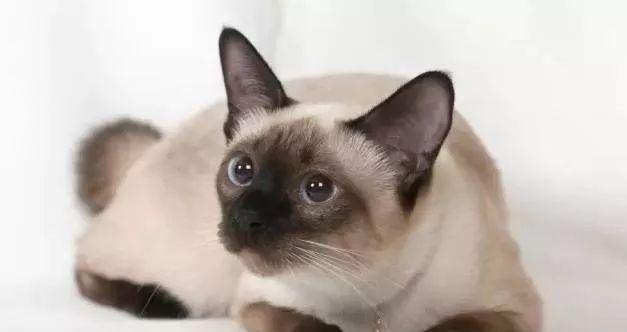 如何科学养育暹罗猫幼猫