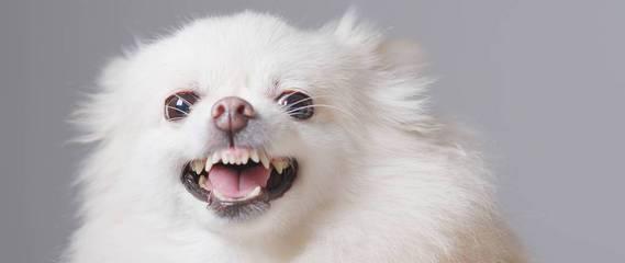 为什么博美总是哼哼？（探究博美犬只哼哼的原因及解决方法）