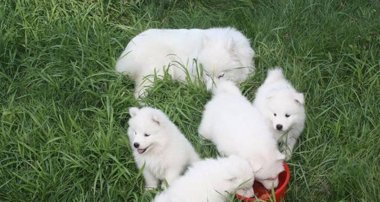 如何在室内饲养萨摩耶（让你的萨摩耶在室内快乐成长）