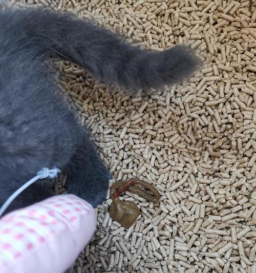 怎么帮助2个月小猫缓解连续2天拉稀？（善待小猫肠胃，预防拉稀成为常态）