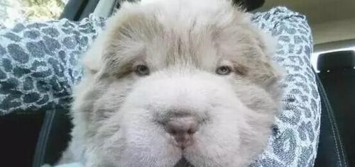 2个月小狗每顿吃多少？（如何科学喂养小狗？）