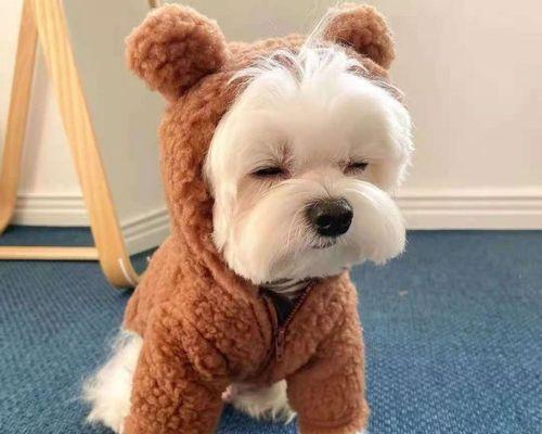 博美与小鹿犬的“双犬”生活（两种性格迥异的犬种如何相处）