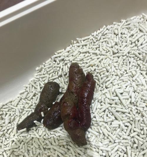猫咪突然腹泻带血，如何应对？（猫咪健康关注）