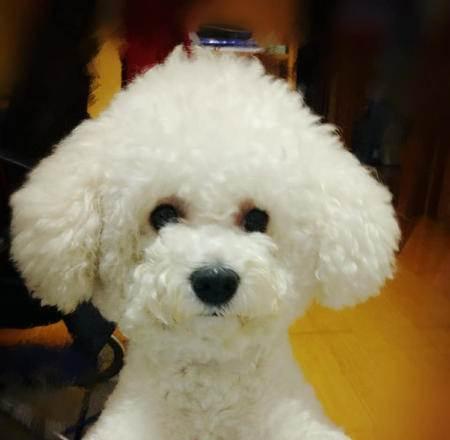 如何有效控制比熊犬掉毛？（以宠物为主，让你爱的小狗不再掉毛！）