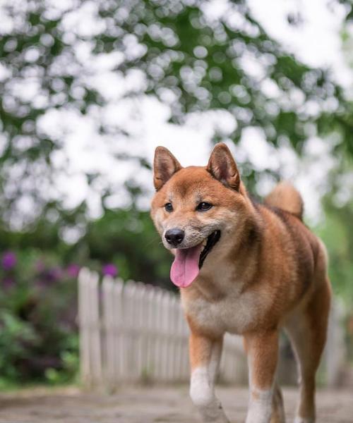 如何护理京巴犬腰椎？（宠物犬腰椎疾病的预防与治疗）