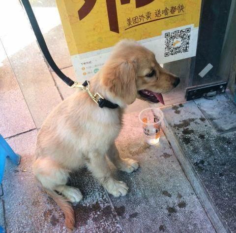 如何为宠物狗进行全面体检？（掌握正确的体检方法，让宠物狗健康无忧）