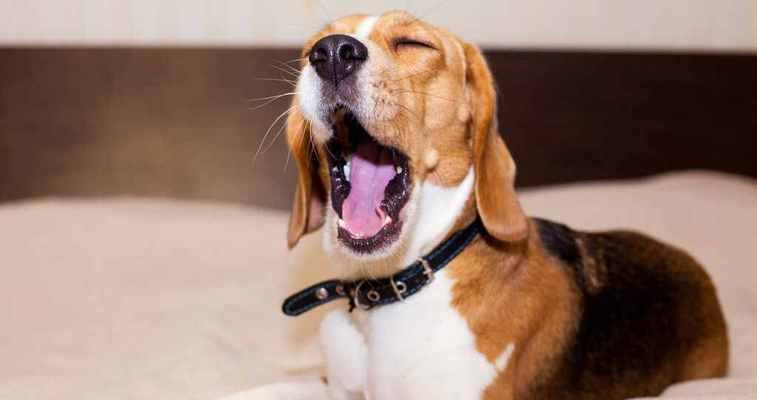 比格猎犬的饲养方法（养狗需要注意什么）