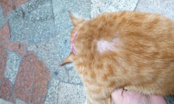 猫咪肚子有虫，它们会疼吗？（探究猫咪肚子有虫时的症状、危害和治疗方法）