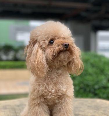 如何训练泰迪犬的胆量？（以宠物为主，让你的泰迪犬变得勇敢自信）