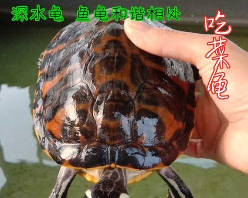 西部锦龟的饲养方法（了解正确的饲养技巧，打造健康的宠物龟生活）
