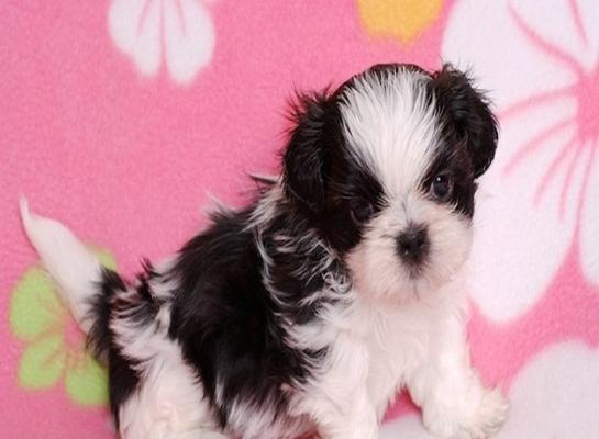 如何养护西施犬（从喂食到训练，全方位呵护您的爱犬）