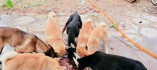 以杜宾犬能否食用人类食物为探讨（探究杜宾犬饮食习惯的多样性和适应性）