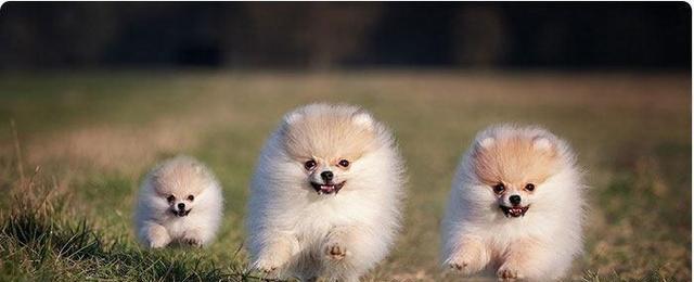 揭秘博美犬喜欢乱叫的原因（探究博美犬乱叫行为背后的心理因素）