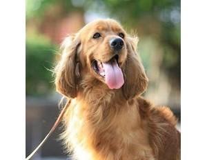 英国可卡犬的饲养方法（打造健康快乐的英国可卡犬）