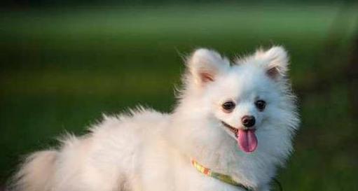 如何科学饲养博美犬？（掌握这些饲养技巧，让你的博美健康成长）