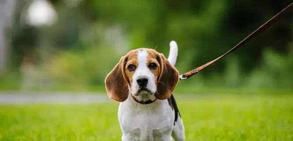 比格猎犬的饲养方法（做好饲养比格猎犬的15个要点）