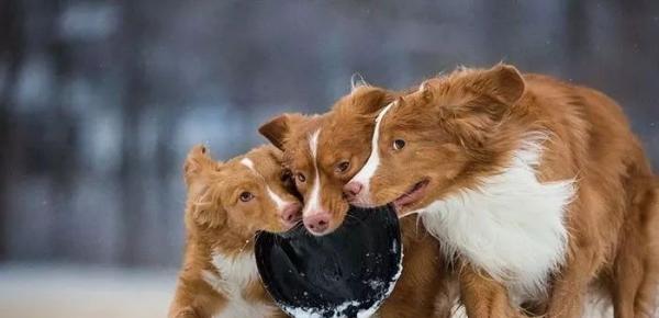 如何正确饲养新斯科舍猎鸭犬（打造最佳宠物伴侣，让你的猎鸭犬健康快乐成长）