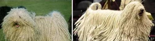 全面了解霍夫瓦尔特犬的饲养方法（掌握这些技巧，让你的霍夫瓦尔特犬健康成长）