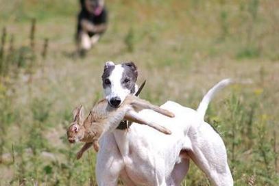 养意大利灵缇犬的全面指南（从饲养基础到健康保健，打造幸福宠物生活）