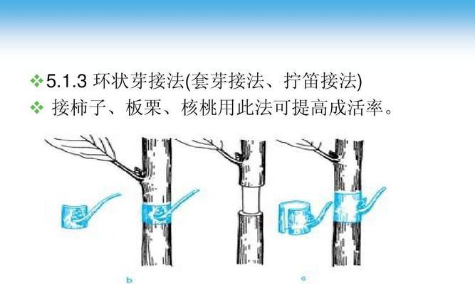 涟纹吊的饲养方法（宠物爱好者必看，如何正确养护涟纹吊）