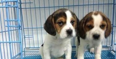 比格犬的养护指南（如何让你的比格犬健康成长）