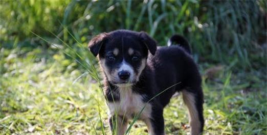 中华田园犬的饲养技巧（打造健康、快乐、高品质的宠物生活）