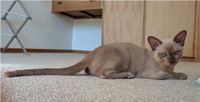 哈瓦那棕猫的饲养方法（如何给哈瓦那棕猫提供一个健康快乐的生活环境）