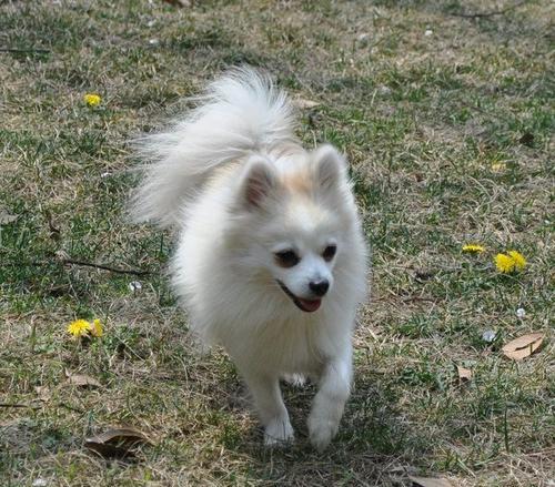 德国狐狸犬饲养指南（让你的德国狐狸犬健康快乐成长）