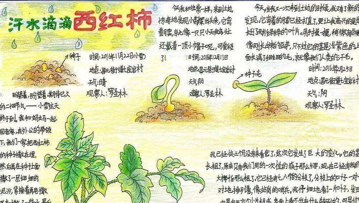 低泡飞鼠的饲养方法（打造理想的饲养环境和营养均衡的饲料）