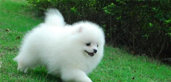 如何科学饲养博美犬（从饮食到训练，让你的博美犬健康快乐生活）