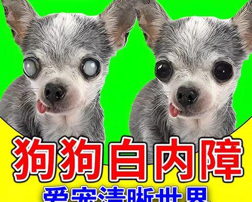 解决狗狗泪痕问题的完美方案（给你的爱犬拥有干净明亮的眼睛）