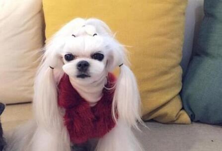 了解玛尔济斯犬的饲养方法（如何成为玛尔济斯犬的贴心主人）