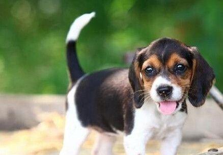 比格猎犬的饲养方法（让你的比格猎犬健康快乐生活）
