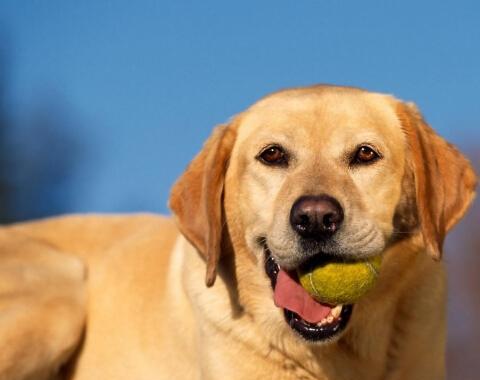 金毛犬翻滚训练指南（教你如何训练金毛犬做可爱的翻滚动作）
