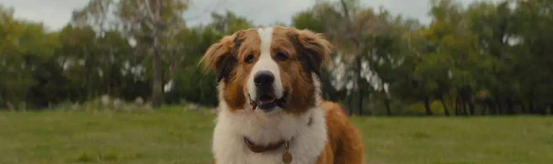如何养护你的新斯科舍猎鸭犬？（以宠物为主，提供全面饲养方法）