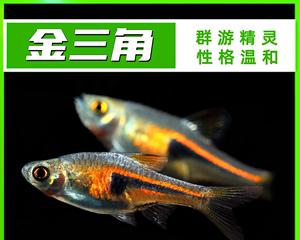 日本婆的饲养方法（教你如何正确照顾你的日本婆）