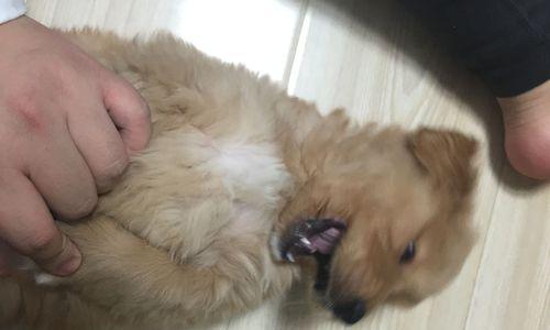 如何正确饲养缎毛白色凤冠天竺鼠（让你的宠物健康成长，营造舒适家居）