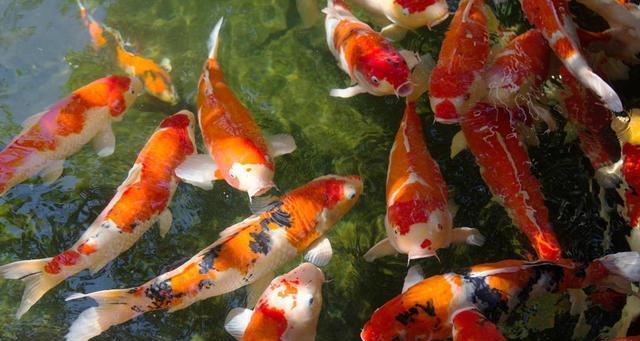 秋翠锦鲤的饲养方法详解（关注水质与饲料，打造水族箱中的美丽神仙鱼）