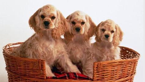 可爱的可卡犬（了解可卡犬的特点，掌握科学的饲养技巧）