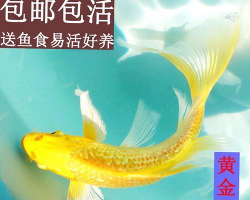 如何科学饲养血红龙？（从水质到饲料，全面讲解血红龙饲养秘籍）