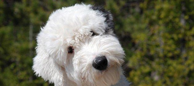可蒙犬的饲养全指南（如何养一只健康活泼的可蒙犬？）