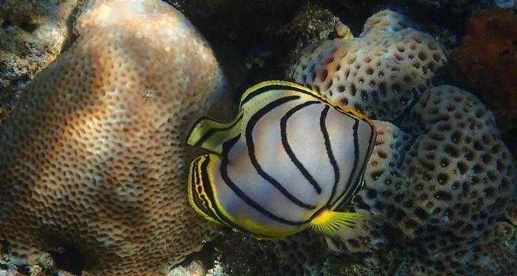 斜纹蝴蝶鱼的饲养方法（打造水族箱中的明星，让斜纹蝴蝶鱼做您的好伴侣）