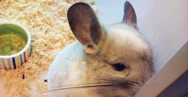 细说丝绒黑龙猫的饲养（详细介绍丝绒黑龙猫的喂养、环境、训练等）