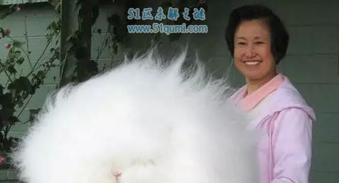 标准金吉拉兔的完美饲养方法（保证兔子健康快乐的秘诀）