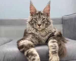 哈瓦那棕猫的饲养方法（如何给哈瓦那棕猫提供健康舒适的生活环境）