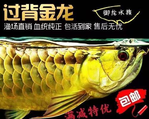 血红龙的饲养方法（养龙从入门到精通，掌握这些技巧让血红龙活得更健康）