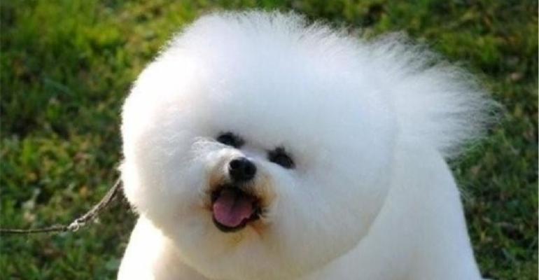 德国狐狸犬的饲养指南（养一只健康快乐的德国狐狸犬，从这里开始）