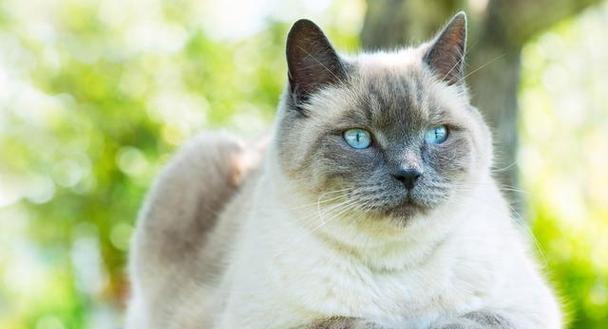 普通家猫品种全解析（了解家猫，让你的宠物生活更美好）